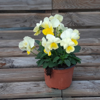 Pensées grandissimo jaune pâle