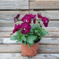 Pensées grandissimo pourpre