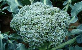 Chou brocoli