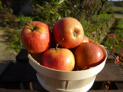Rubinette 95/120