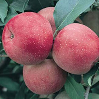 Pomme ariane