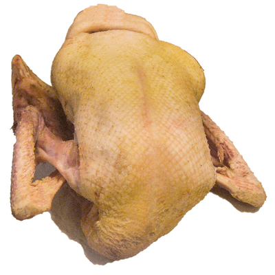 Oie fermière