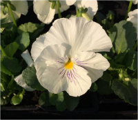 Pensée grosse fleur