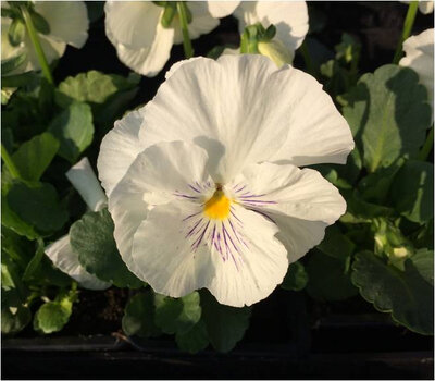 Pensée grosse fleur