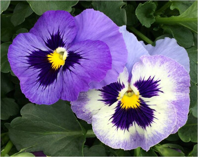 Pensée grosse fleur bleu marine