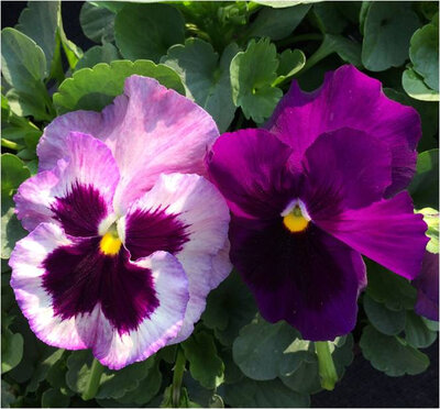 Pensée grosse fleur camaïeu mauve