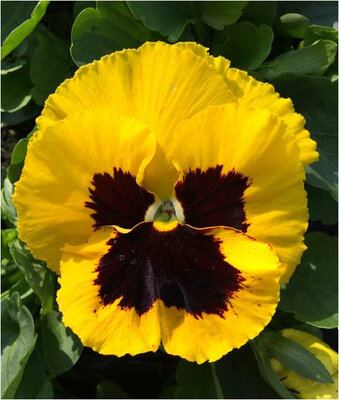 Pensée grosse fleur jaune à macule