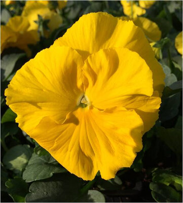 Pensée grosse fleur jaune pur