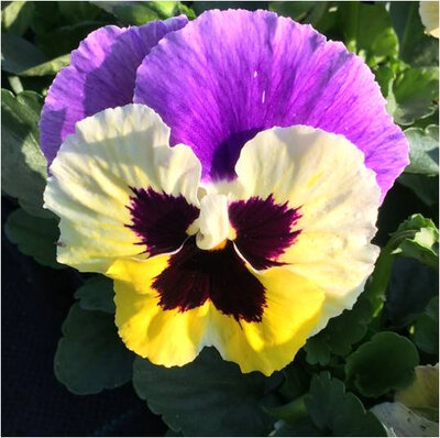 Pensée grosse fleur mauve et jaune