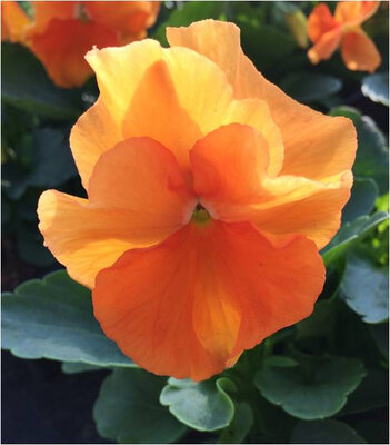 Pensée grosse fleur orange