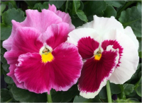 Pensée grosse fleur strawberry