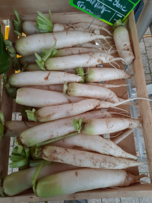 Radis blanc