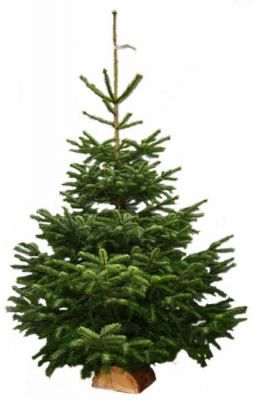 Sapin naturel nordmann h.80/100 cm