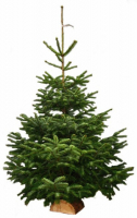 Sapin naturel nordmann h. 125/150 cm