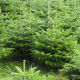 Sapin naturel nordmann h. 125/150 cm - image 3