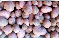 Pomme de terre polyvalente désirée