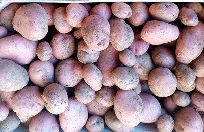 Pomme de terre polyvalente désirée
