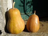 Courge sucrine du berry