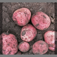 Pommes de terre rouge