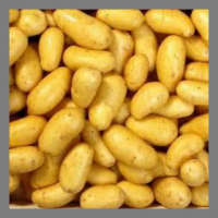 Pomme de terre 'bintje'