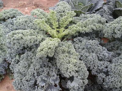 Choux kale bouquet
