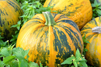Courge à graines lady godiva