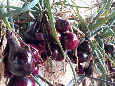 Oignons rouges bio