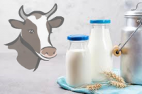 Vache - lait entier pasteurisé