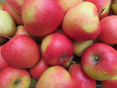 Pomme daliclass déclassée