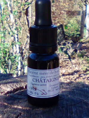 Macérat mère bourgeons châtaignier