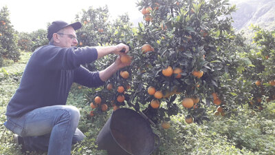 Orange bio navelate