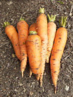 Carottes