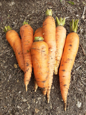Carottes