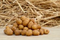 Toutes recettes mini grenaille 2,5kg