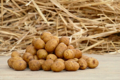 Toutes recettes mini grenaille 2,5kg