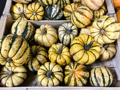 Courge patidoux