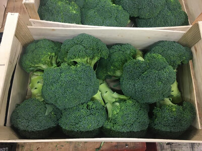 Brocoli bio
