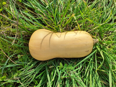 Butternut bio de 1 kg à 1.5 kg