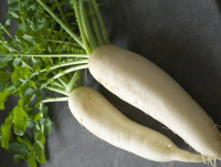Radis blanc japonais