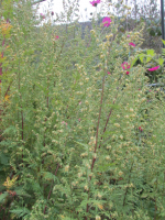Eau florale d’armoise annuelle