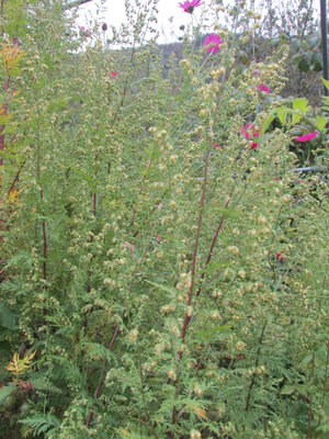 Eau florale d’armoise annuelle