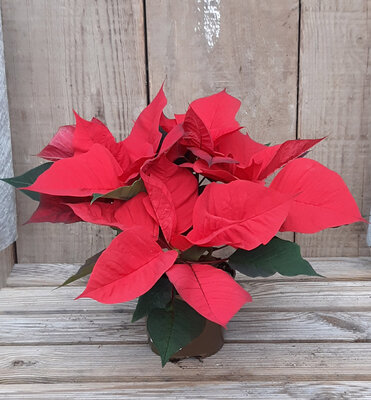 Poinsettia (étoile de noël)
