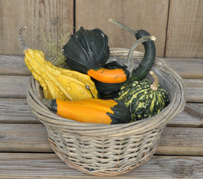 5 coloquintes + panier