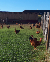 Chapon 3,7kg - volaille festive