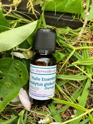 Huile essentielle eucalyptus globulus bio