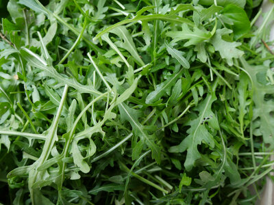 Roquette bio