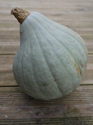 Courge blue ballet bio