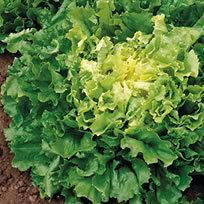 Salade scarole