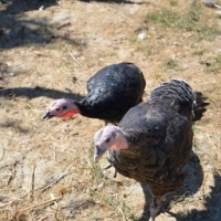 Dinde découpée de race 'bettina'