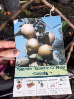 Pommier reine grise du canada demi tige